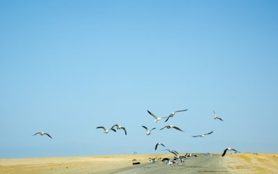 Las flores del vuelo